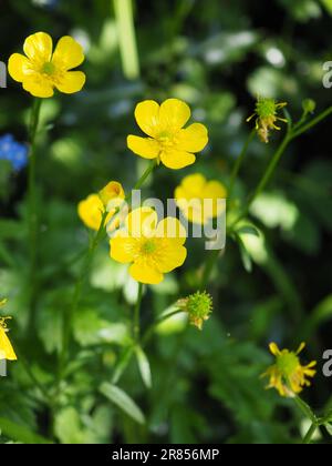 Nahaufnahme von gelben schleichenden Butterblumen (Ranunculus repens) in einem britischen Garten im Frühling/Frühsommer Stockfoto
