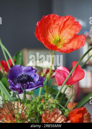 Ein orangefarbener isländischer Mohn, der aus dem Garten in einer Anordnung von anderen bunten Blumen geschnitten wurde, aus nächster Nähe vor einem dunkelgrauen Hintergrund Stockfoto