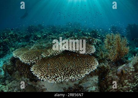 Korallen und Fische gedeihen an einem flachen Korallenriff in der Nähe von Komodo, Indonesien. Diese warme, tropische Region ist die Heimat einer außergewöhnlichen marinen Artenvielfalt. Stockfoto