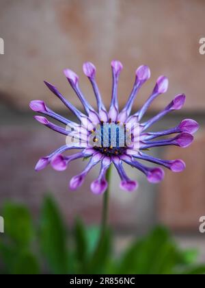 Nahaufnahme einer ungewöhnlichen lila / rosa Osteospermum „Spider“ Bettblume vor einer Ziegelwand im frühen Sommer Stockfoto