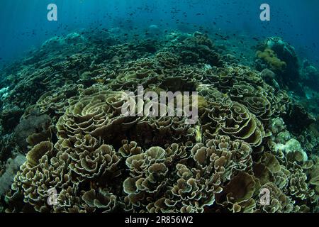 Im Komodo-Nationalpark, Indonesien, gedeihen Korallen, die sich auf Riffen aufbauen. Diese Region ist die Heimat einer außergewöhnlichen marinen Artenvielfalt. Stockfoto