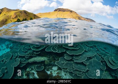 Im Komodo-Nationalpark, Indonesien, gedeihen Korallen, die sich auf Riffen aufbauen. Diese Region ist die Heimat einer außergewöhnlichen marinen Artenvielfalt. Stockfoto