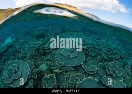 Im Komodo-Nationalpark, Indonesien, gedeihen Korallen, die sich auf Riffen aufbauen. Diese Region ist die Heimat einer außergewöhnlichen marinen Artenvielfalt. Stockfoto