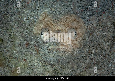 Ein gut getarnter Whitemargin-Sternenbeobachter, Uranoscopus sulphureus, wartet, im Sand begraben, um Beute im Komodo-Nationalpark, Indonesien, zu überfallen. Stockfoto