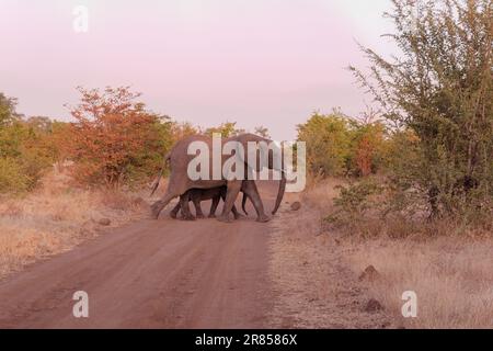 Die beiden Elefanten überqueren eine unbefestigte Straße im Sambesi-Nationalpark in Simbabwe Stockfoto