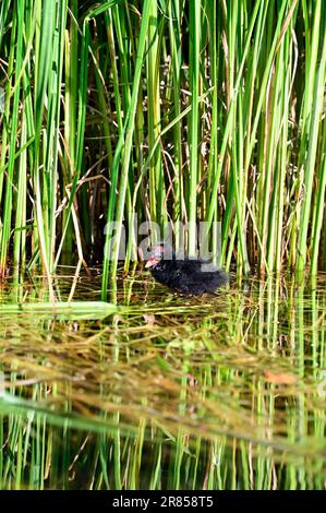 Wien, Österreich. Jungmoorhen im Wasserpark Floridsdorf. Gemeiner Moorhen (Gallinula chloropus) Stockfoto