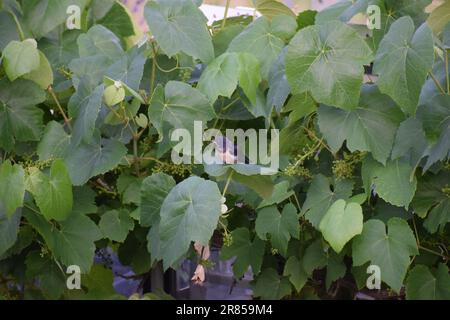 Junge Schwalbe im Wein Stockfoto