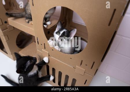 Gruppe kleiner Kätzchen, die innerhalb und außerhalb der Pappschachtel spielen. Neugierige Katzen, die die Welt erforschen. Stockfoto