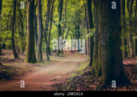 Buchenwald im Frühling mit dunkelgrünem Baldachin Stockfoto
