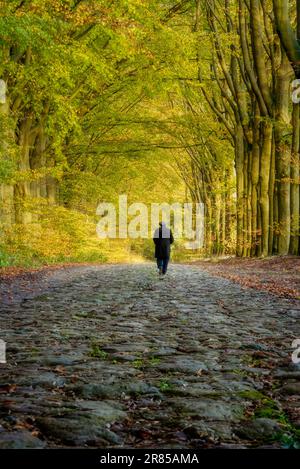 Landstraße durch den Wald mit Herbstfarben und Sonnenlicht im Herbst durch die Buchenbäume Stockfoto