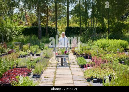 Leitende Kundin, Die Im Gartencenter Einen Trolley Fährt Und Pflanzen Auswählt Stockfoto