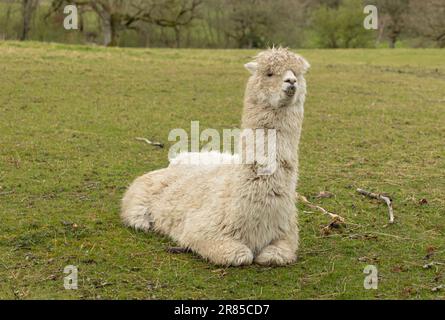 Weißer Llama lag auf dem Gras auf einem Feld im Regen Stockfoto