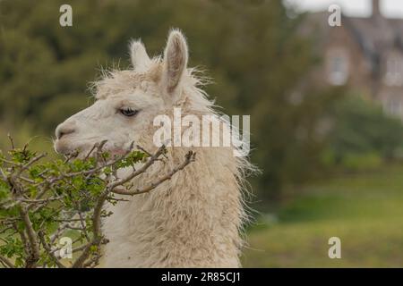 Seitenansicht des Kopfes eines weißen Llama, der die Hecke mit einem Haus im Hintergrund isst Stockfoto