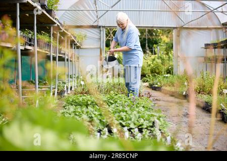 Rentnerin, Teilzeitbeschäftigung Im Garden Centre, Bewässerung Von Pflanzen In Gewächshäusern Oder Polytunneln Stockfoto