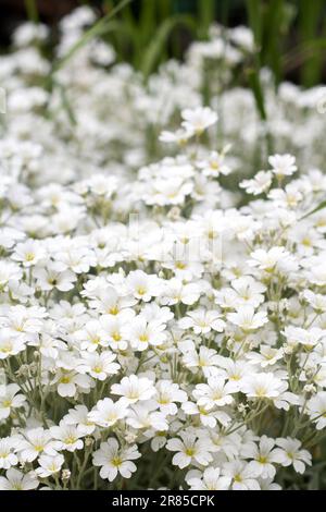Fotografieren Sie viele Blumen mit weißen Blütenblättern, der Hintergrund ist unscharf Stockfoto