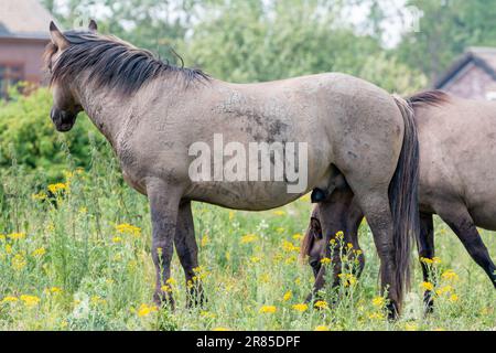 Ein Konik-Pferd, das in die andere Richtung schaut Stockfoto