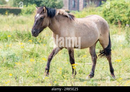 Ein Konik Horse Spaziergang vor dem traditionellen holländischen Haus Stockfoto