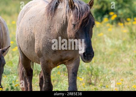 Ein Konik Horse Walking im Ooijpolder in Holland, Europa Stockfoto