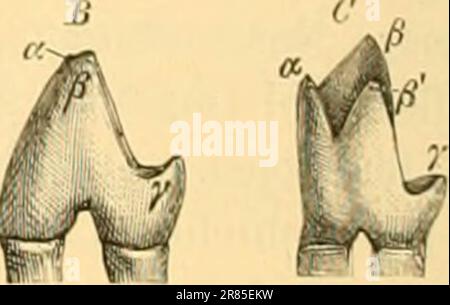 'Elemente der paläontologie bearbeitet' (1890) Stockfoto