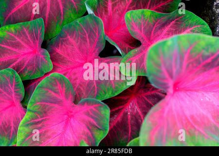 Nahaufnahme der Coleus-Pflanze, Meghalaya, Indien Stockfoto