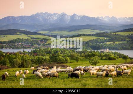 Czorsztyn ist ein Dorf in Polen, das in der Gebirgskette Pieniny an der polnisch-slowakischen Grenze liegt. Im Hintergrund - Czorsztyn Zamek und Niedzica Z Stockfoto