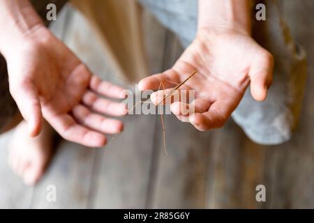 Insekten auf die Hand des Kindes kleben, Nahaufnahme des Gehstock-Insekts, selektiver Fokus Stockfoto