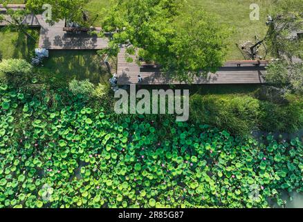 (230619) -- YANGZHOU, 19. Juni 2023 (Xinhua) -- Dieses Luftfoto wurde am 15. Juni 2023 aufgenommen und zeigt Menschen, die im malerischen Gebiet des Sanwan-Kanals in Yangzhou, der ostchinesischen Provinz Jiangsu, Sport treiben. Chinas Canal Grande, eine riesige Wasserstraße, die den Norden und den Süden Chinas verbindet, wurde 2014 zum UNESCO-Weltkulturerbe erklärt. Yangzhou, eine malerische Stadt, durch die der Canal Grande verläuft, ist bekannt für Attraktionen am Kanal wie den Slender West Lake und die malerische Gegend am Sanwan Canal. In den letzten Jahren hat sich die Stadt dem Schutz ihres historischen und kulturellen Erbes und der Erhaltung des verschrieben Stockfoto