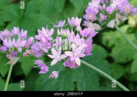 Allium unifolium 'Eros' in Blume. Stockfoto