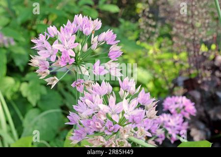 Allium unifolium 'Eros' in Blume. Stockfoto