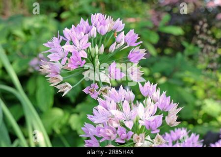 Allium unifolium 'Eros' in Blume. Stockfoto