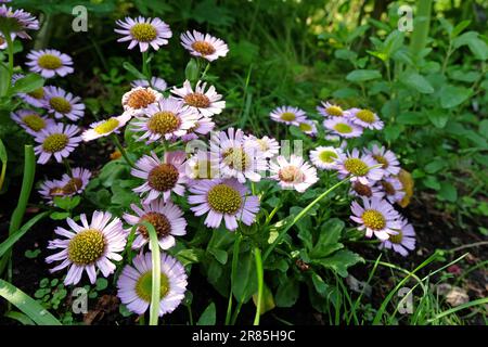 Erigeron glaucus, Daisy am Meer ÔSea Breeze MauveÕ in Blume. Stockfoto