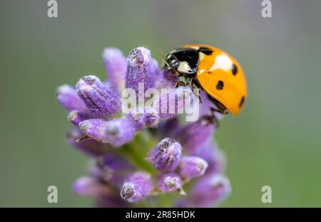 Marienkäfer auf einem Flavenderblütenmakro, das im Garten gedreht wurde Stockfoto