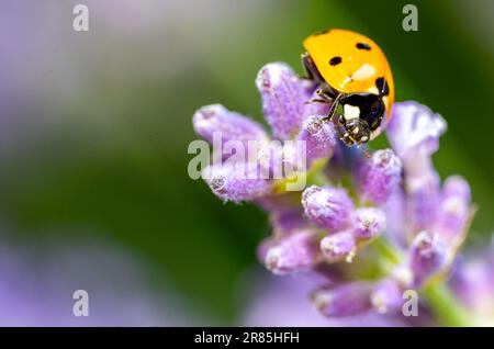 Marienkäfer auf einem Flavenderblüten-Makroschuss 02 Stockfoto