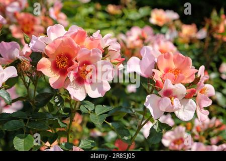 Rosa "nur für deine Augen" in Blume. Stockfoto