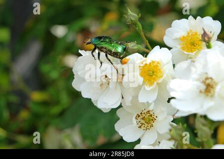 Rose Chafer Beetle saß auf einer weißen, schimmernden Rose. Stockfoto
