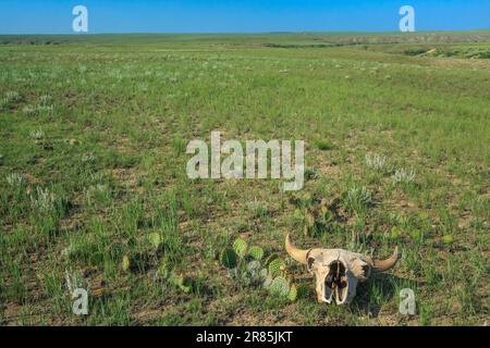 Bisonschädel auf der weiten Prärie in der Nähe von chester, montana Stockfoto