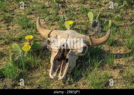 Bisonschädel und Stachelbirnen-Kaktus in der Prärie bei chester, montana Stockfoto
