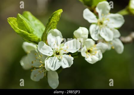 Der Zweig blühender Pflaumenbäume im Obstgarten im Frühling. Stockfoto