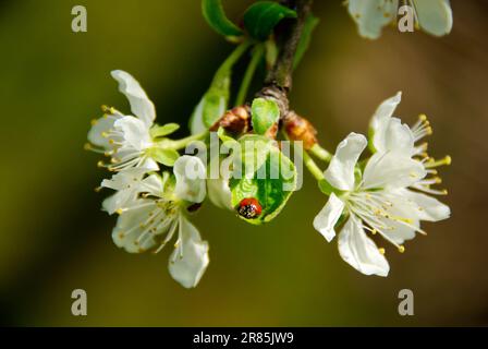 Ein Zweig blühender Pflaumenbaum mit einem roten Marienkäfer mit sieben Flecken auf einem grünen Blatt. Stockfoto