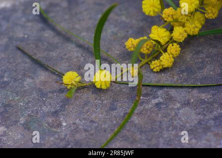 Zweig mit flauschigen gelben blühenden Akazienblüten im Frühling. Stockfoto