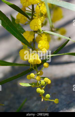 Zweig mit flauschigen gelben blühenden Akazienblüten im Frühling. Stockfoto