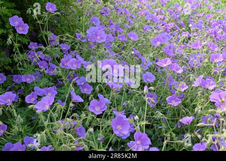 Hardy Geranium 'Orion' in Blume Stockfoto