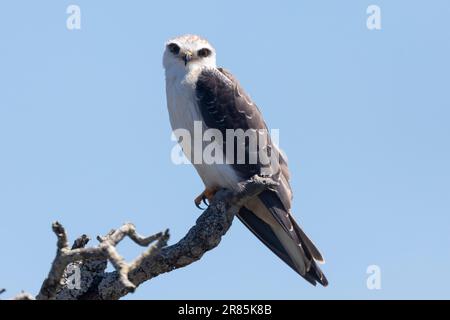 Unreifer Schwarzflügeldrachen/Schwarzschulterdrachen (Elanus caeruleus) in der Nähe von Velddrif, Westkap, Südafrika Stockfoto