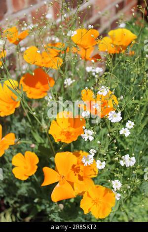 Orangefarbene kalifornische Mohnblumen in einer Badewanne gegen eine Ziegelwand mit kleinen weißen Blumen Stockfoto