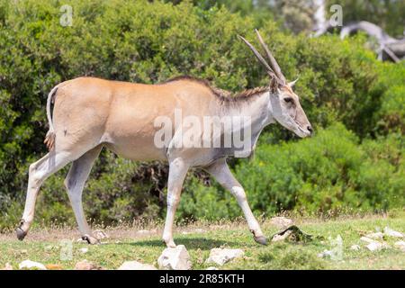 Common oder Southern Eland (Taurotragus oryx) De Hoop Nature Reserve, Westkap, Südafrika Stockfoto