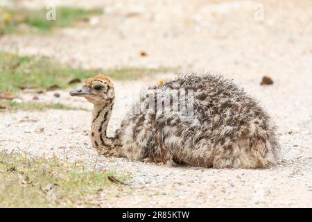 Straußenküken (Struthio camelus) im Karoo Habitat, Südafrika Stockfoto