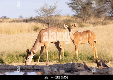 Großkühe (Tragelaphus strepsiceros) mit weiblichem Alkoholkonsum im Wasserloch, Kgalagadi Transfrontier Park, Kalahari, Nordkap, Süd Stockfoto