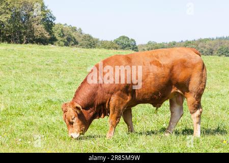 Roter brauner Limousin-Rinderbulle grast auf einer üppigen grünen Quellweide aus nächster Nähe Stockfoto