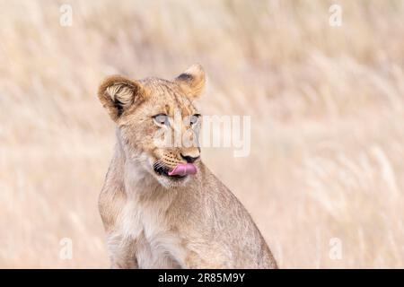 Porträt eines jungen männlichen Löwenjungen (Panthera leo) Kgalagadi Transfrontier Park, Kalahari, Südafrika. IUCN-Rot als gefährdet eingestuft Stockfoto