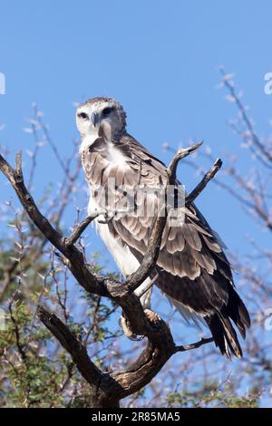 Juvenile Martial Eagle (Polemaetus bellicosus) Kgalagadi Transfrontier Park, Kalahari, Nordkap, Südafrika. Dieser Vogel ist als GL in der IUCN-Rot-Liste aufgeführt Stockfoto